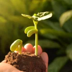 Plant Based Skincare Capsule Contract Manufacturing Ingredients Market Trends