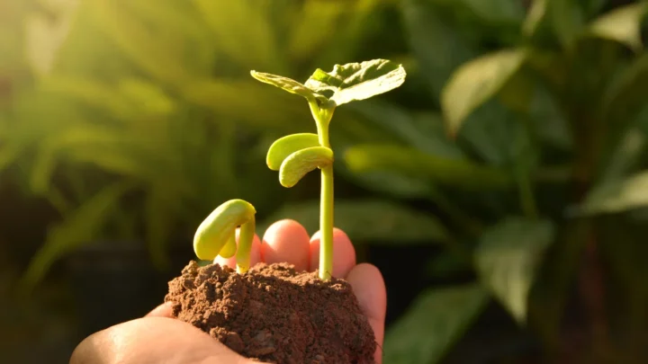 Plant Based Skincare Capsule Contract Manufacturing Ingredients Market Trends