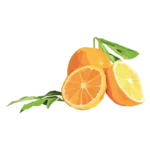 Microcitrus Australasica Swingle